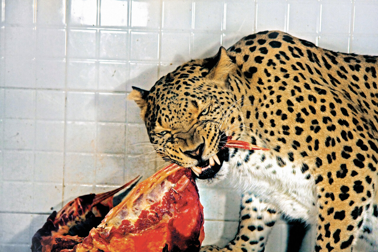 زیباترین شکارچی جهان در ایران