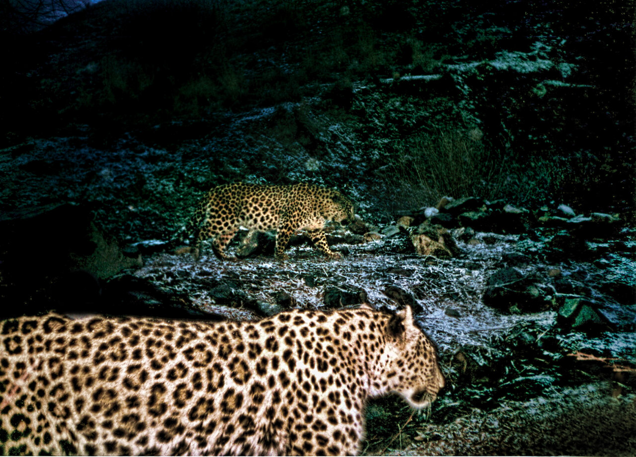 زیباترین شکارچی جهان در ایران