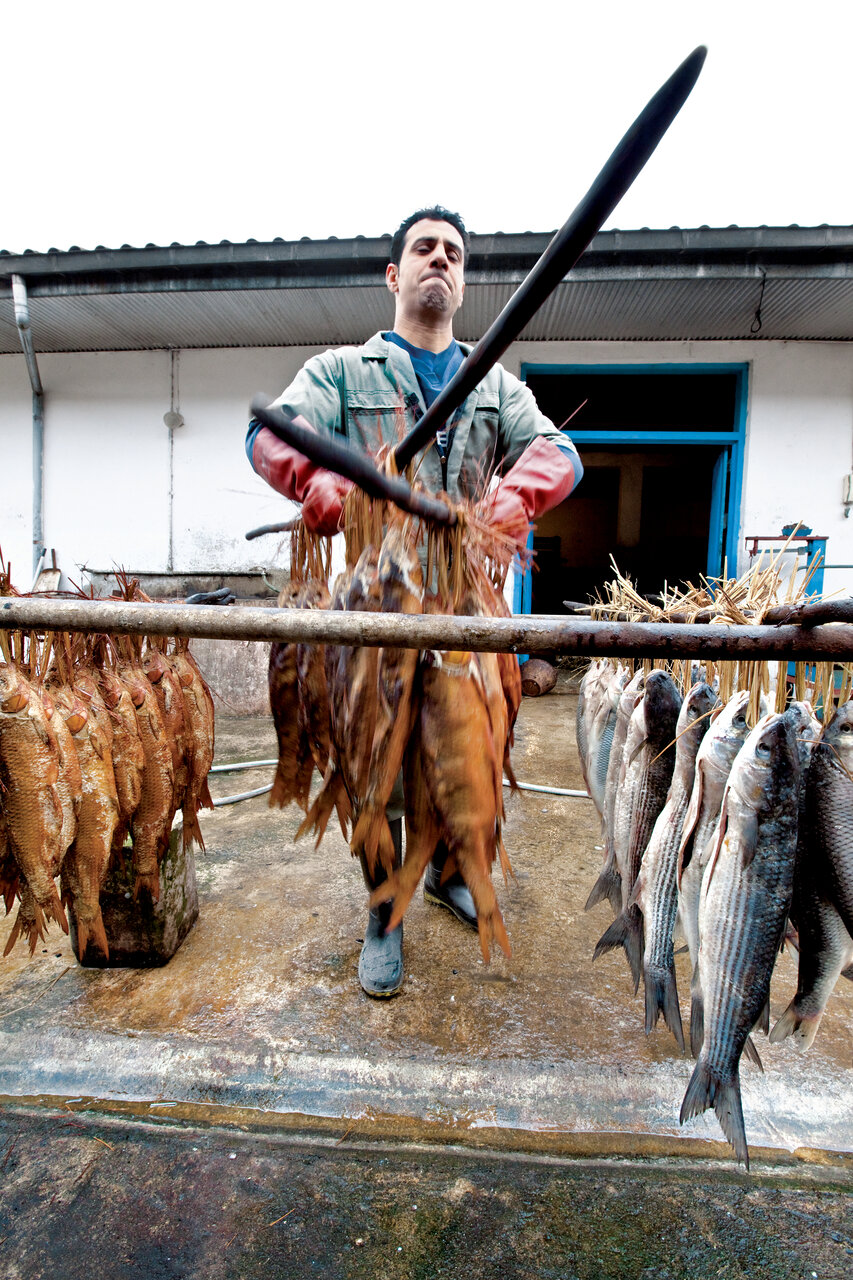 عجیب‌ترین شغل در ایران ؛ کار این افراد خفه کردن ماهی با دود است!