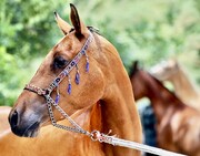 علت تلف شدن ۱۱ اسب‌ عرب در یزد اعلام شد