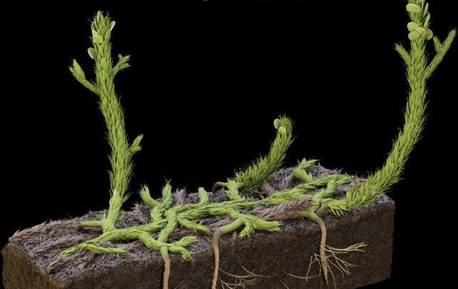 فسیل عجیب ۴۰۰ میلیون ساله بازی را عوض کرد | راز مارپیچهای فیبوناچی در طبیعت