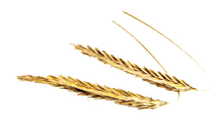 سمنو پزون در آشپزخانه اوپن