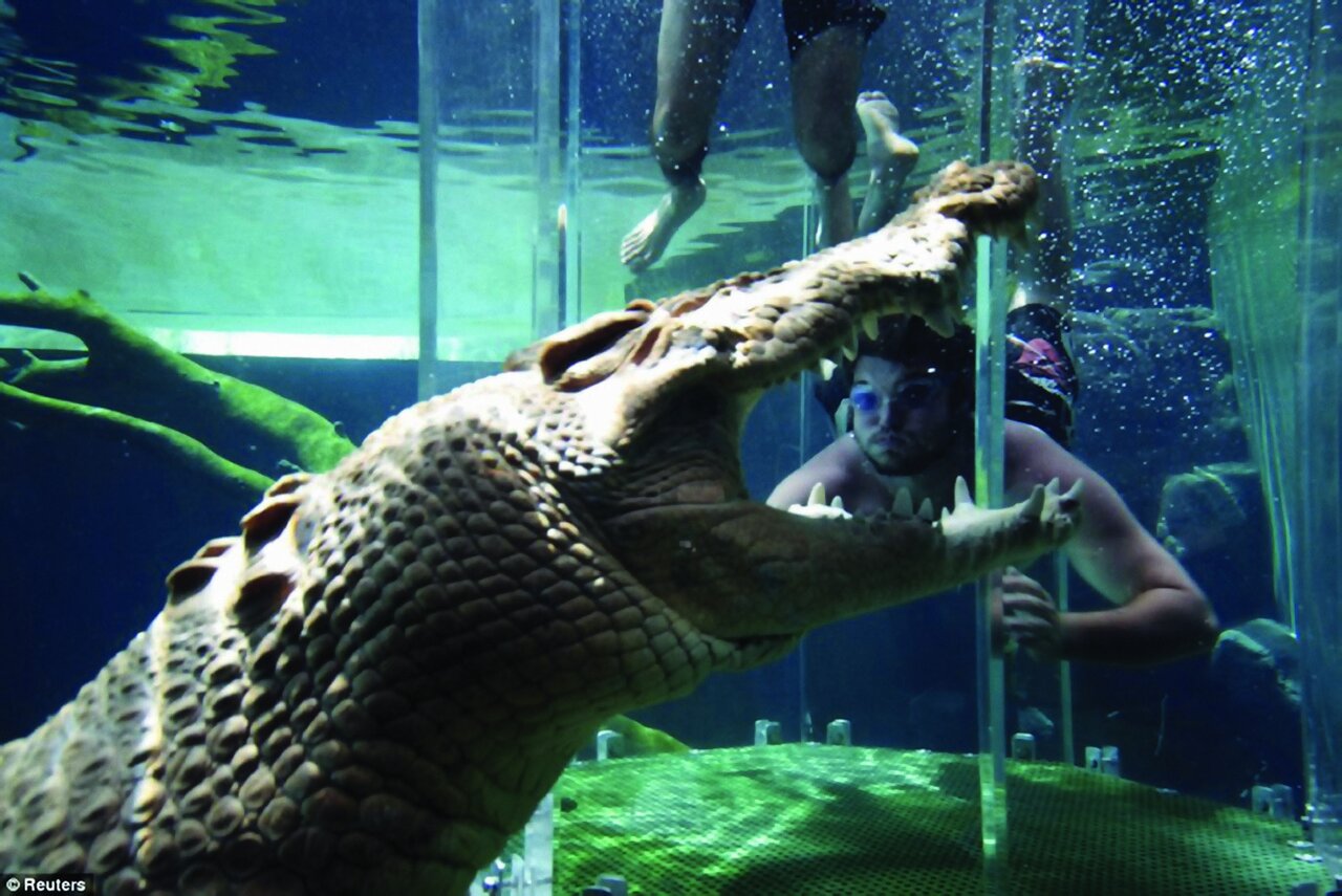 تصاویر | شنا در کنار تمساح ها ؛ چه کسی حاضر است وارد استخر کوروکودیل‌ها شود؟