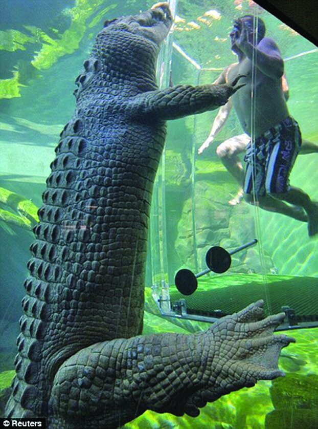 تصاویر | شنا در کنار تمساح ها ؛ چه کسی حاضر است وارد استخر کوروکودیل‌ها شود؟
