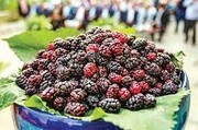 چهارمین جشنواره شاتوت و نمایشگاه محصولات محلی سولقان | فصل میوه ارغوانی تهران رسید