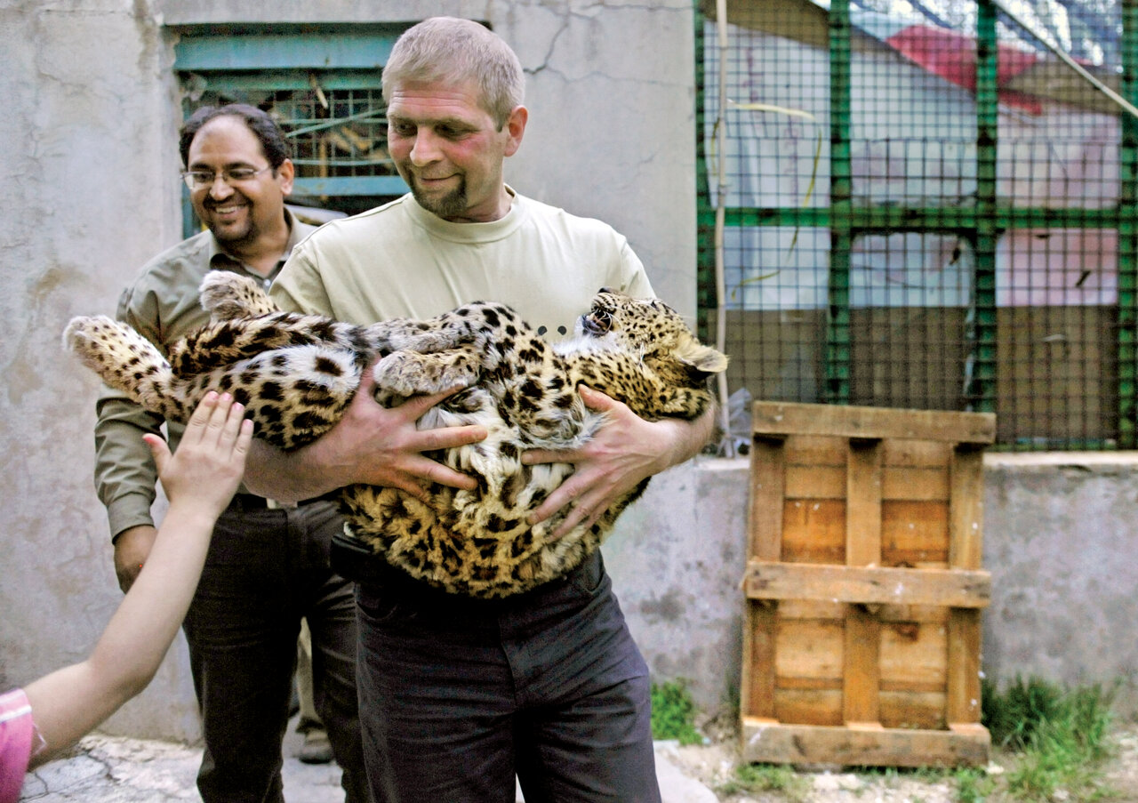 ببرها در جنگلهای مازندران