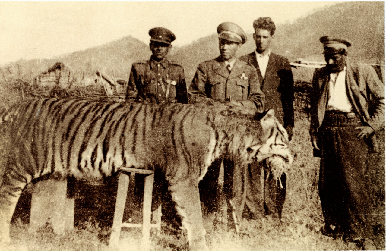 ببرها در جنگلهای مازندران