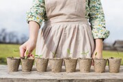 آموزش کاشت سبزی خوردن در خانه ؛ خاک مناسب برای کاشت نعناع و ریحان در گلدان