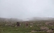 ببینید | گشت‌زنی دیدنی یک خرس با توله‌هایش در ارتفاعات ساوالان