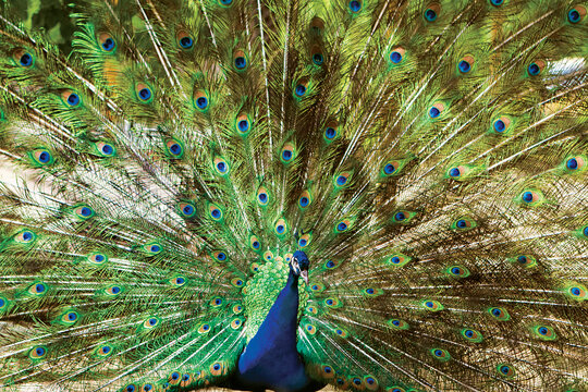 اگر شانس بياوريد مي‌توانيد باز شدن پرهاي يك طاووس نر را از نزديك ببينيد. اين گونه طاووس كه به طاووس‌هندي (Pavo  cristatus) معروف است، بومي شبه قاره هند است.
