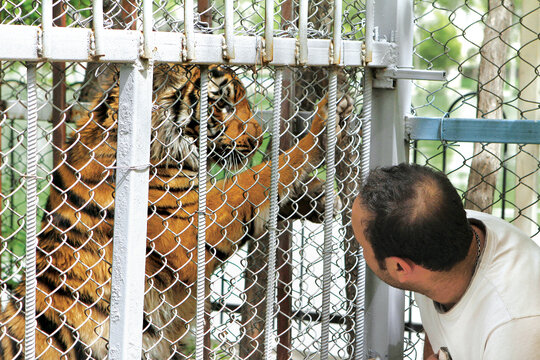 اين گربه‌سان زيبا از دسته بزرگ‌ترين گربه‌سانان جهان است؛ يك ببر سيبري نيمه‌بالغ كه تازه به باغ‌وحش ارم تهران آمده است.