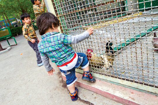 باغ‌وحش فقط مختص حيوانات بزرگ و دور از دسترس نيست، جالب است كه در باغ‌وحش تهران، حيواناتي مثل سگ، مرغ و خروس هم وجود دارد.