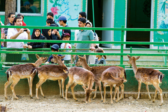 گوزن‌ها و آهوهاي باغ‌وحش ارم تهران را از دست ندهيد. آنها از زيبايي‌هاي اين مكان‌اند كه با انسان‌ها بسيار اخت هستند.