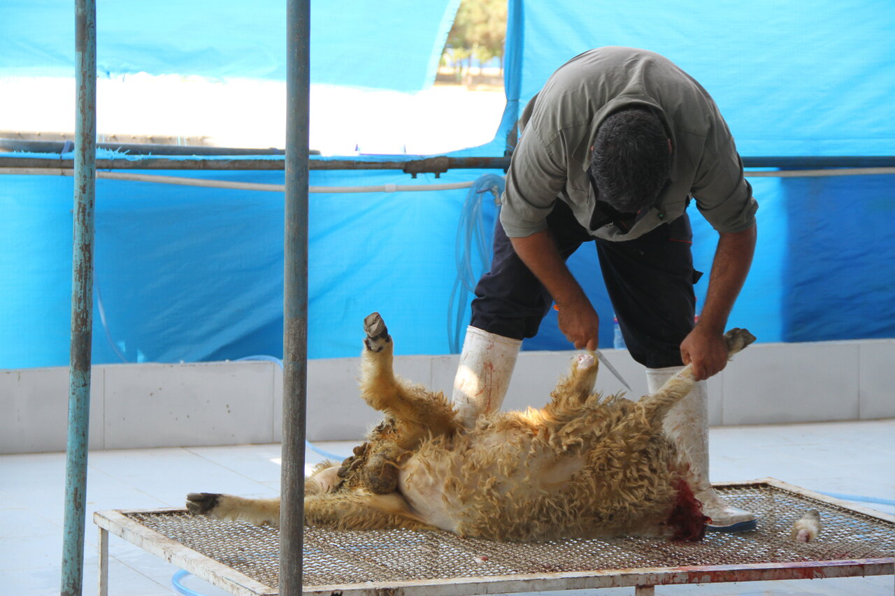 عرضه و ذبح دام در منطقه ۹