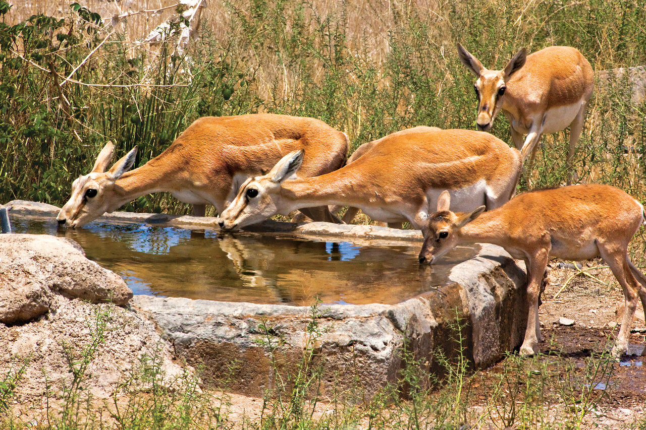 تکثیر در اسارت کدام گونه های حیات وحش در ایران موفق بود؟ | از جبیر و گورخر تا گوزن زرد و آهوی ایرانی