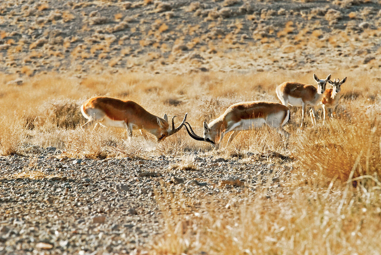 زیباترین آهوی جهان در ایران | تیزپای طلایی دشتهای فلات