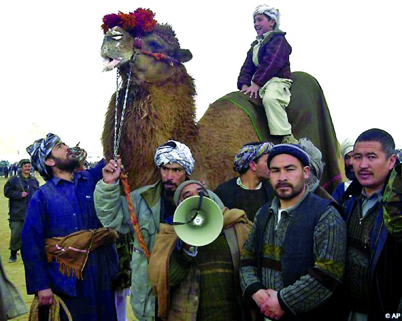 تصاویر |‌ جنگ شترها در افغانستان
