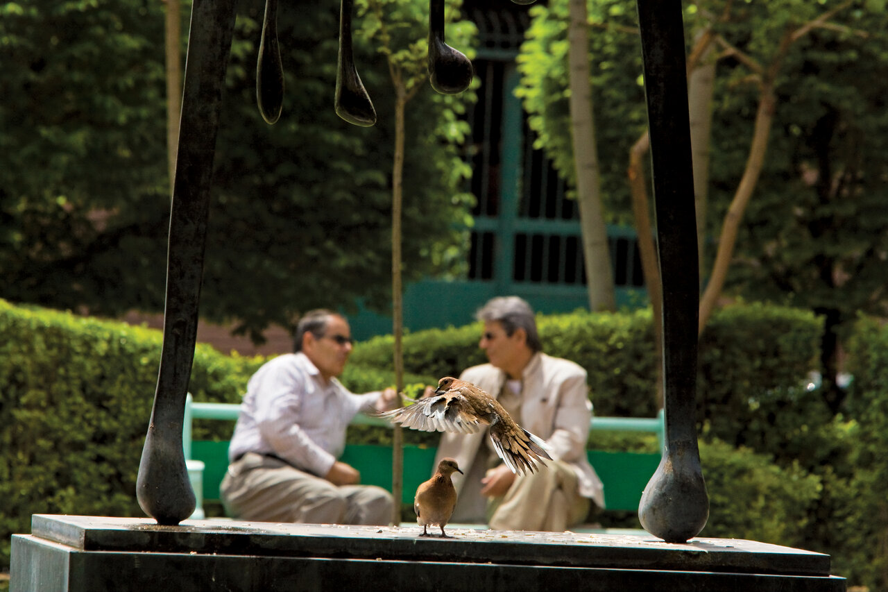 نزدیکترین پرنده به تهرانیها ؛ اسم واقعی این پرنده چیست؟