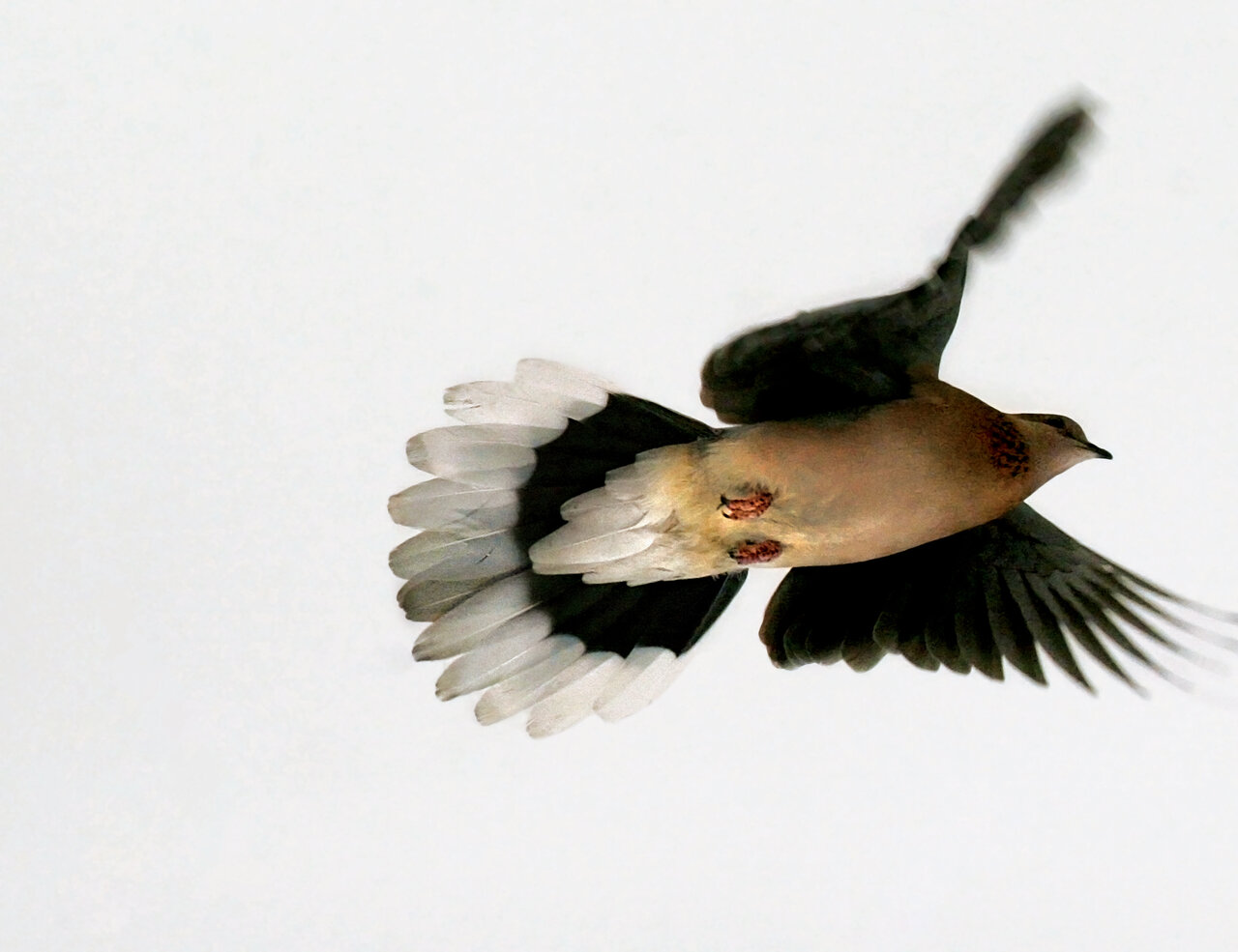 نزدیکترین پرنده به تهرانیها ؛ اسم واقعی این پرنده چیست؟