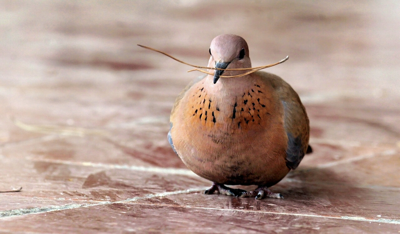 نزدیکترین پرنده به تهرانیها ؛ اسم واقعی این پرنده چیست؟