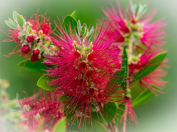 ۲۰ نام عجیبی که ایرانیها روی گلها گذاشتهاند؛ از گل قهر نکن تا گل وزغ و شیشه شور | این گل به ساعت ۴ معروف است! + عکس