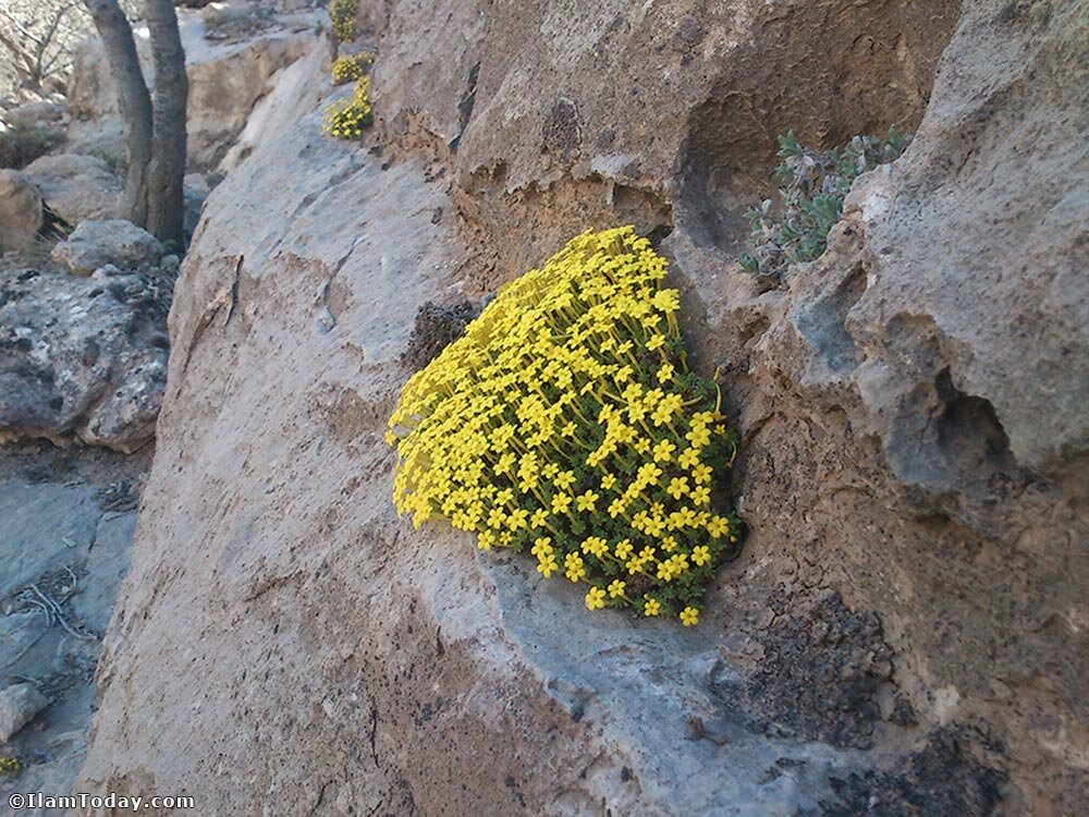 ۲۰ نام عجیبی که ایرانیها روی گلها گذاشتهاند؛ از گل قهر نکن تا گل وزغ و شیشه شور | این گل به ساعت ۴ معروف است! + عکس