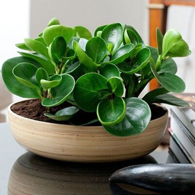 ۲۰ نام عجیبی که ایرانیها روی گلها گذاشتهاند؛ از گل قهر نکن تا گل وزغ و شیشه شور | این گل به ساعت ۴ معروف است! + عکس