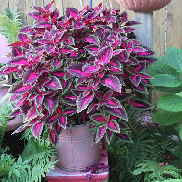 ۲۰ نام عجیبی که ایرانیها روی گلها گذاشتهاند؛ از گل قهر نکن تا گل وزغ و شیشه شور | این گل به ساعت ۴ معروف است! + عکس