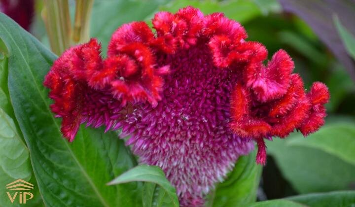 ۲۰ نام عجیبی که ایرانیها روی گلها گذاشتهاند؛ از گل قهر نکن تا گل وزغ و شیشه شور | این گل به ساعت ۴ معروف است! + عکس