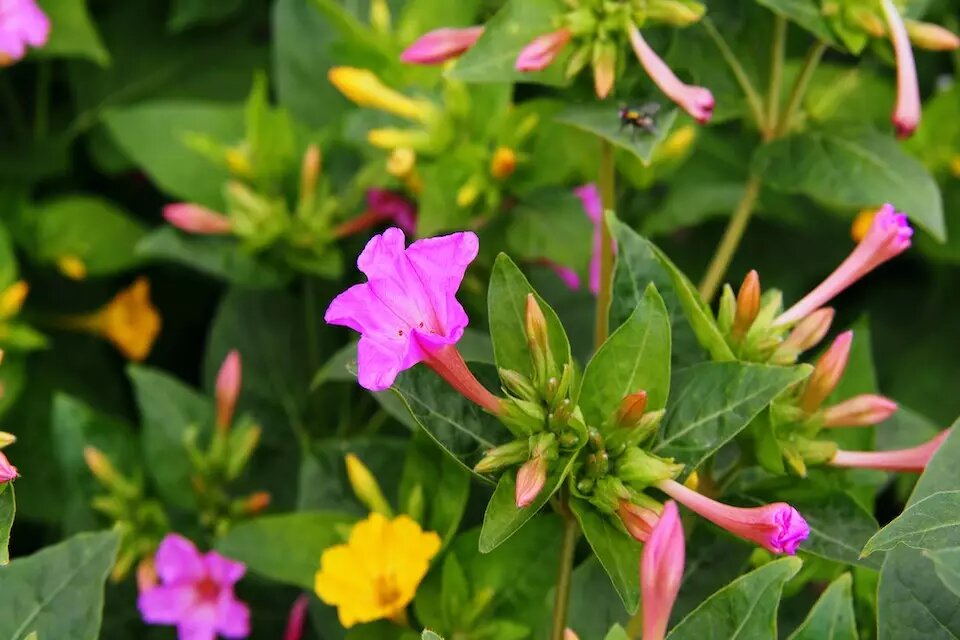 ۲۰ نام عجیبی که ایرانیها روی گلها گذاشتهاند؛ از گل قهر نکن تا گل وزغ و شیشه شور | این گل به ساعت ۴ معروف است! + عکس