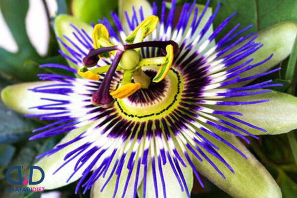 ۲۰ نام عجیبی که ایرانیها روی گلها گذاشتهاند؛ از گل قهر نکن تا گل وزغ و شیشه شور | این گل به ساعت ۴ معروف است! + عکس