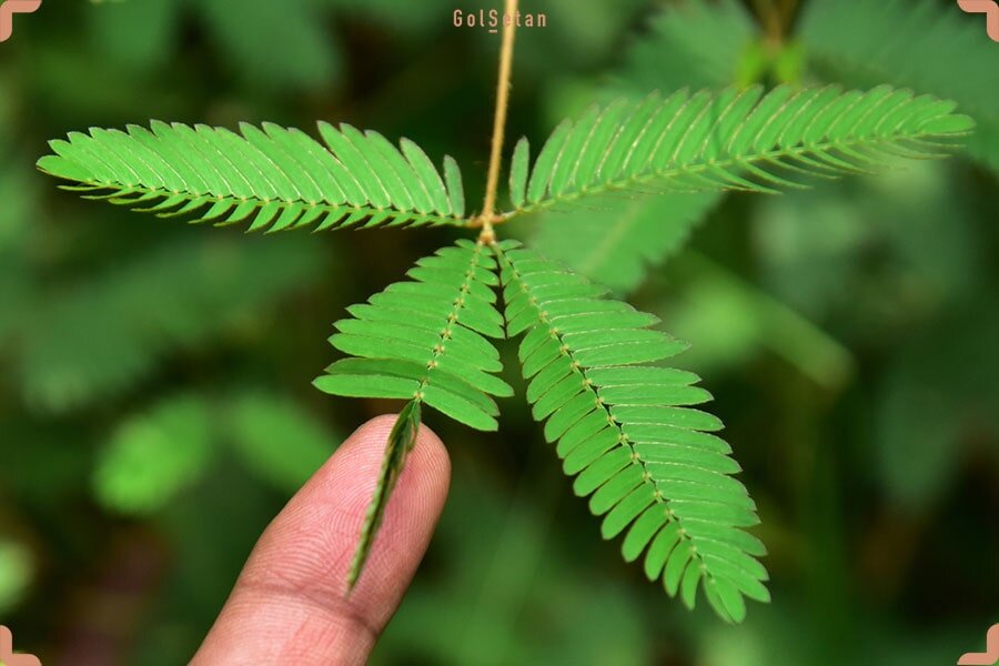 ۲۰ نام عجیبی که ایرانیها روی گلها گذاشتهاند؛ از گل قهر نکن تا گل وزغ و شیشه شور | این گل به ساعت ۴ معروف است! + عکس