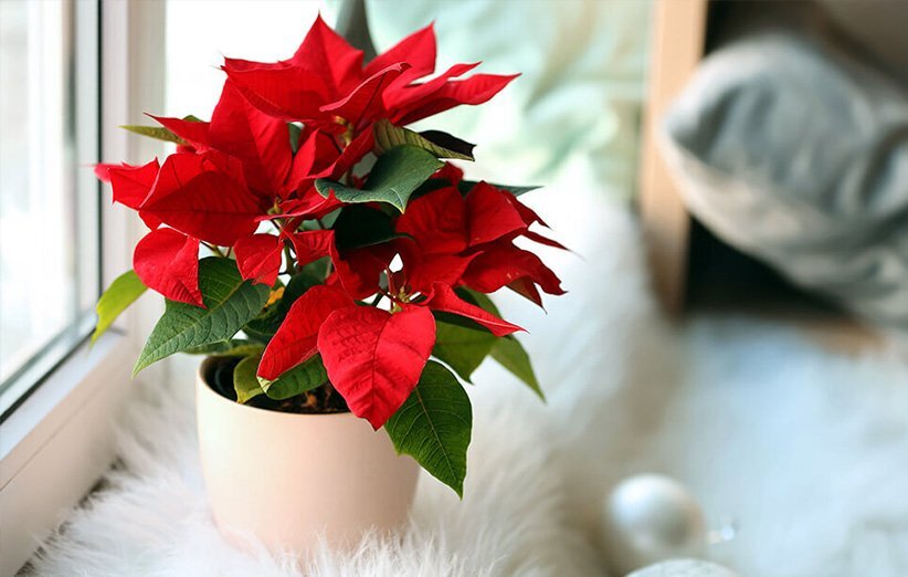 ۲۰ نام عجیبی که ایرانیها روی گلها گذاشتهاند؛ از گل قهر نکن تا گل وزغ و شیشه شور | این گل به ساعت ۴ معروف است! + عکس