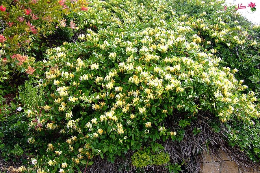 ۲۰ نام عجیبی که ایرانیها روی گلها گذاشتهاند؛ از گل قهر نکن تا گل وزغ و شیشه شور | این گل به ساعت ۴ معروف است! + عکس