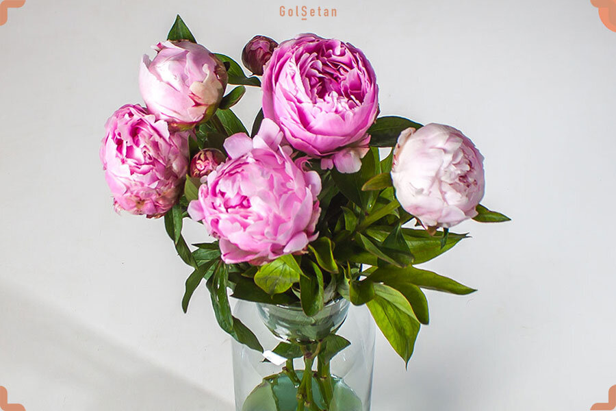 ۲۰ نام عجیبی که ایرانیها روی گلها گذاشتهاند؛ از گل قهر نکن تا گل وزغ و شیشه شور | این گل به ساعت ۴ معروف است! + عکس