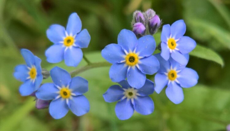 ۲۰ نام عجیبی که ایرانیها روی گلها گذاشتهاند؛ از گل قهر نکن تا گل وزغ و شیشه شور | این گل به ساعت ۴ معروف است! + عکس