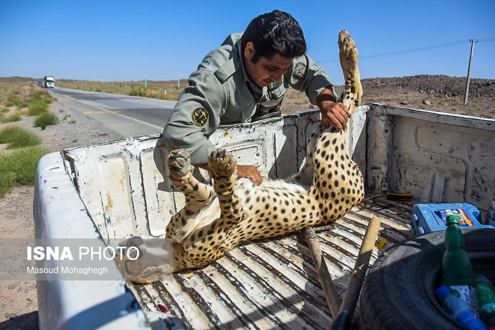 تلف شدن یوزپلنگ ایرانی در جاده میامی