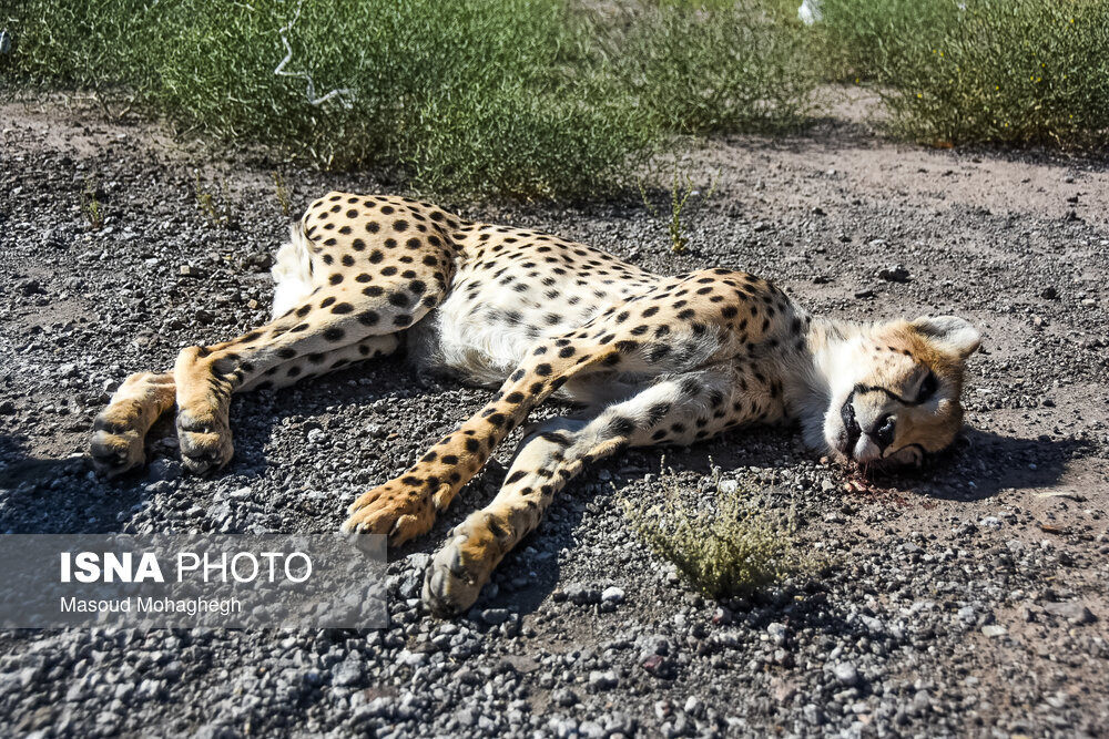 تلف شدن یوزپلنگ ایرانی در جاده