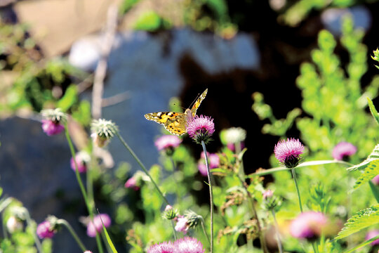 اگر چه در ارتفاعات كمتر مي‌ توان سراغي از پروانه‌ها گرفت اما در بهار جهان‌نما دشت پر از پروانه‌هاي رنگارنگ مي‌شود.