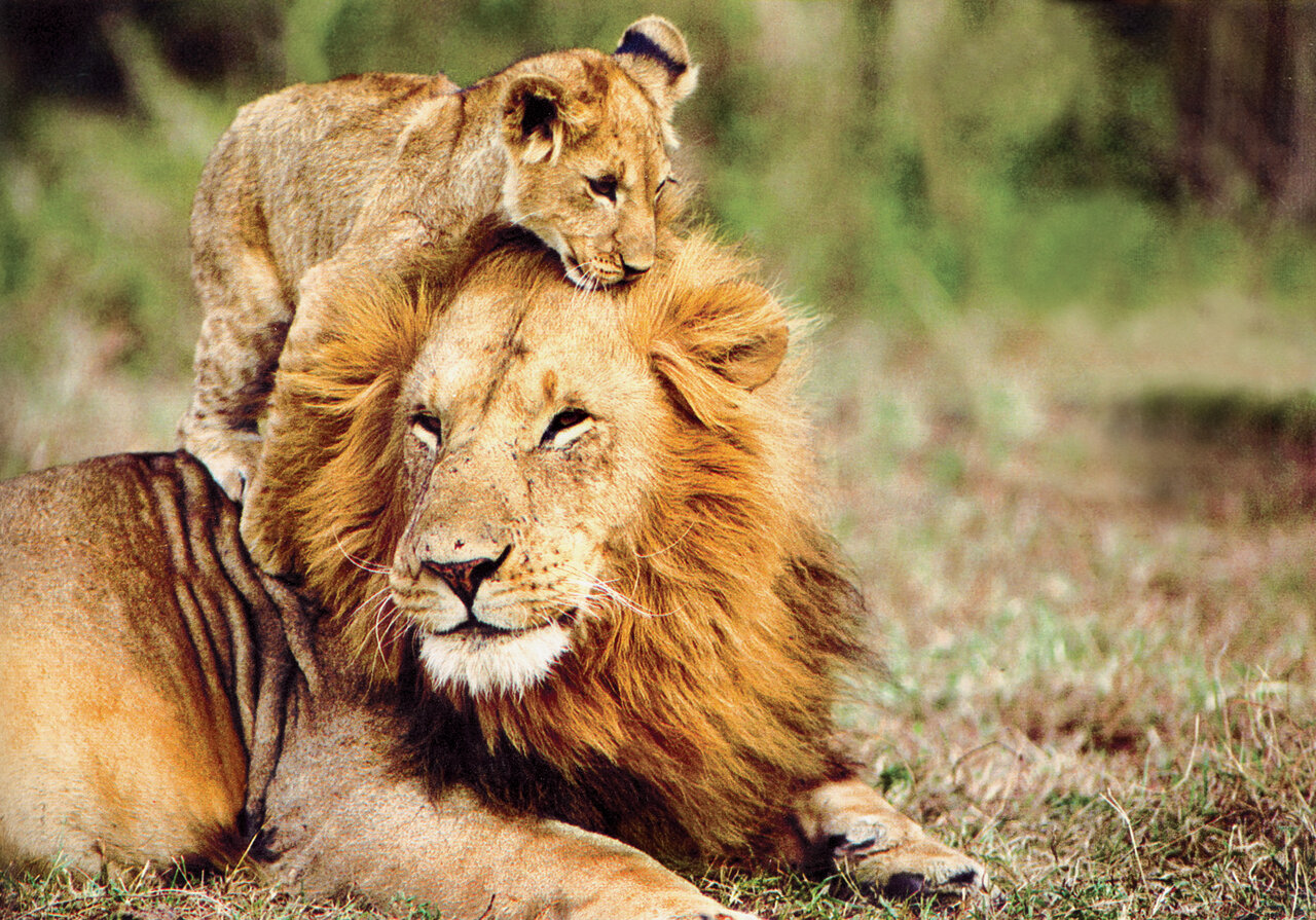 بیشه بیشیر، مانند سرباز بیسر است