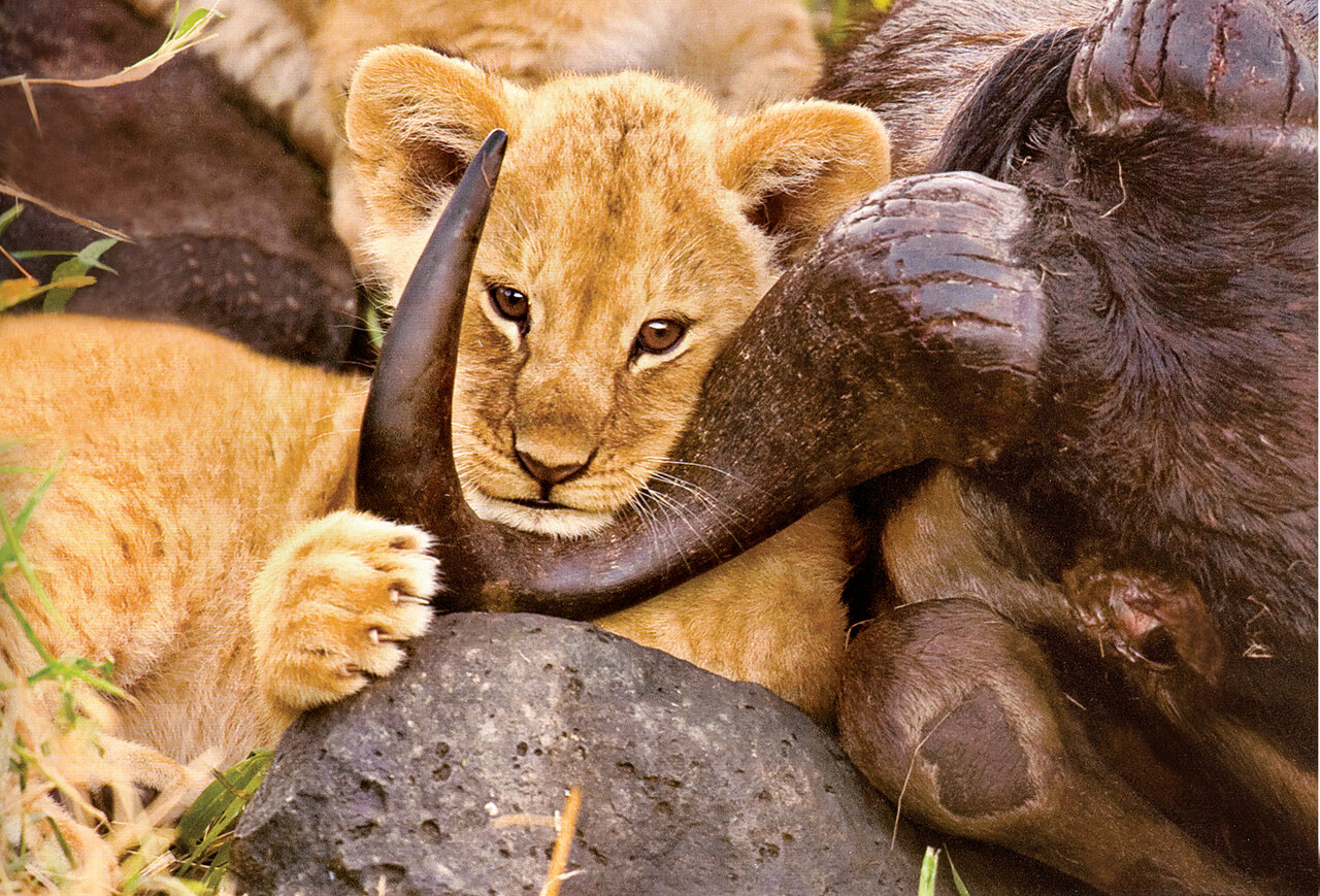 بیشه بیشیر، مانند سرباز بیسر است