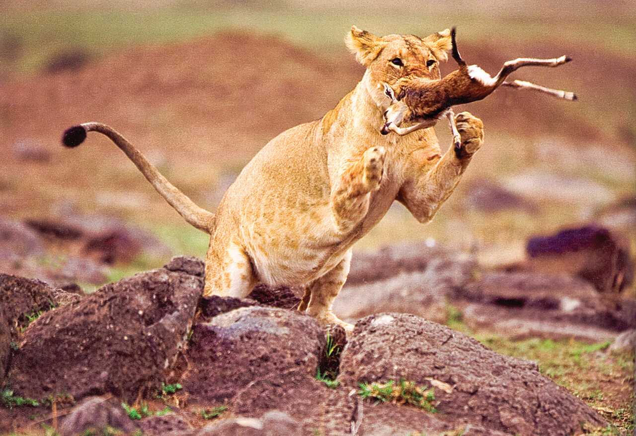 بیشه بیشیر، مانند سرباز بیسر است