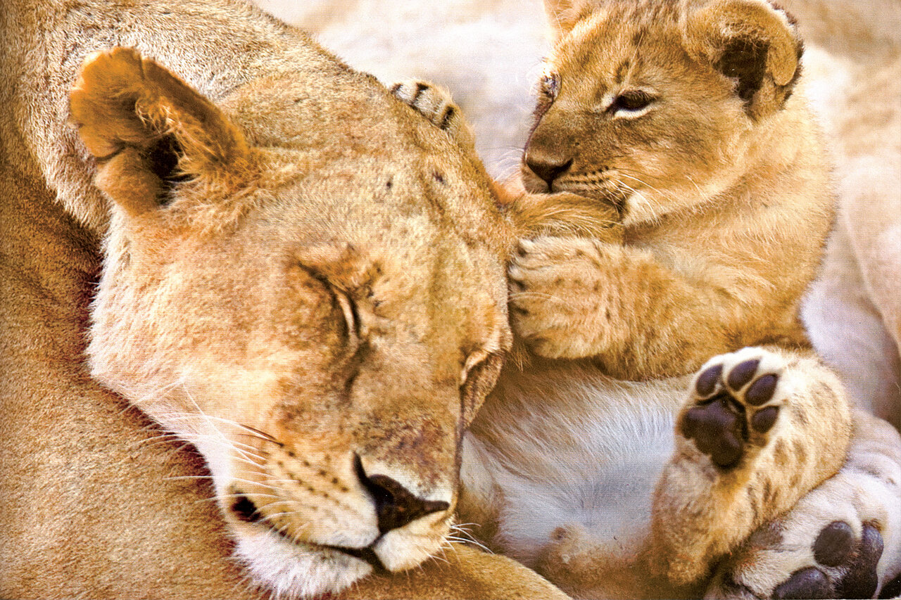 بیشه بیشیر، مانند سرباز بیسر است