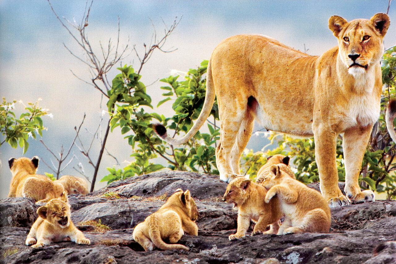 بیشه بیشیر، مانند سرباز بیسر است