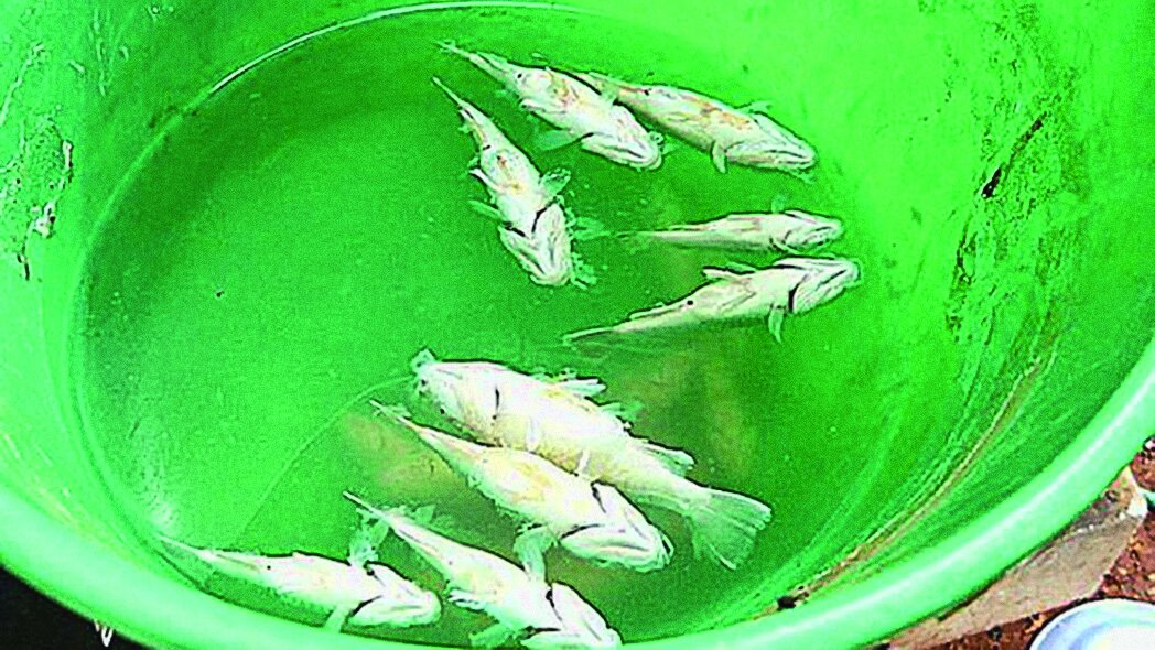 وحشتناکترین بارانهای دنیا ؛ از باران ماهی تا باران قورباغه!