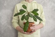 گیاهان آپارتمانی مفید برای سلامتی ؛ فواید گیاهان آپارتمانی که نمی‌دانستید!