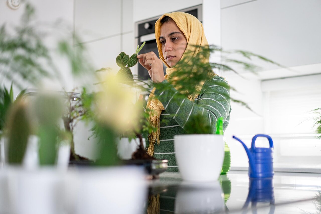 ۷ گیاه آپارتمانی برای خانههای کوچک و کم جا را بشناسید | فوت و فن مراقبت و نگهداری از گیاهان آپارتمانی پرطرفدار