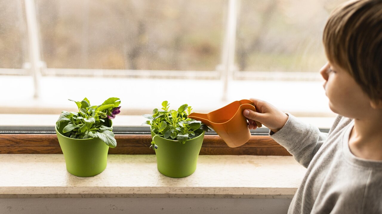 گیاهان آپارتمانی مفید برای سلامتی ؛ فواید گیاهان آپارتمانی که نمی‌دانستید!
