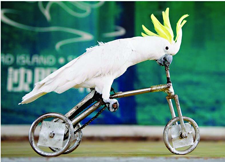 تصاویری بامزه از المپیک پرندگان | از حرکات خارق‌العاده طوطی وزنه‌بردار تا بالا بردن پرهیجان پرچم المپیک!