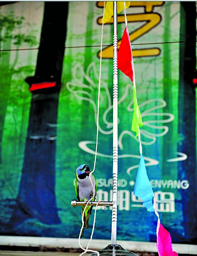 تصاویری بامزه از المپیک پرندگان | از حرکات خارق‌العاده طوطی وزنه‌بردار تا بالا بردن پرهیجان پرچم المپیک!